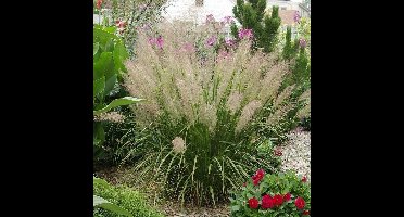 6 x Diamantgras - Winterhard Siergras - Calamagrostis brachytricha in 9x9cm pot met hoogte 5-10cm