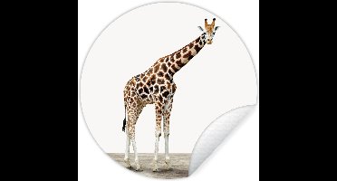 Behangsticker - Schilderij voor kinderen - Giraffe - Dieren - Witte achtergrond - Kinderen - Jongen - Meisje - 30x30 cm - Woondecoratie - Muurdecoratie kinderkamer