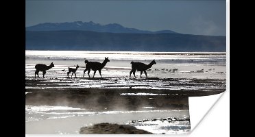 Poster Alpaca's - Berg - Water - 30x20 cm