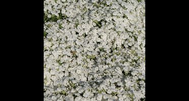 50 x Kruipphlox Wit / Kruipende Vlambloem - Phlox subulata 'Maischnee' - Wintergroene Bodembedekker in 9x9cm pot met hoogte 5-10cm