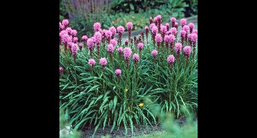 6 x Lampenpoetser of Knopige Slangenwortel Kobold Roze - Bloeiende Vaste Plant - Liatris spicata Koboldin 9x9cm pot met hoogte 0-10cm