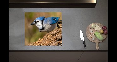 Inductieplaat Beschermer - Blauwe Gaai Vogel Wegvliegend van Boomstronk - 57x52 cm - 2 mm Dik - Inductie Beschermer - Bescherming Inductiekookplaat - Kookplaat Beschermer van Zwart Vinyl