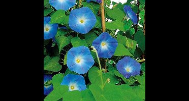 Klimmende Winde zaden - Heavenly Blue