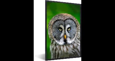 PosterMonkey - Poster - Fotolijst - Vogel - Uil - Dieren - 60x90 cm - Poster uil - Poster vogels - Foto lijst - Poster kader - Slaapkamer - Frame