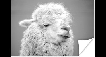Poster Wollige alpaca - zwart wit - 30x20 cm