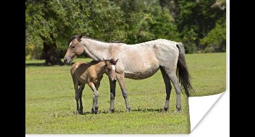 Poster Paarden - Gras - Schaduw - 30x20 cm