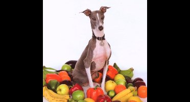 Shellac - Excellent Italian Greyhound (CD)