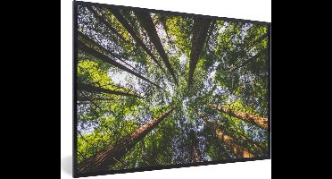 Fotolijst incl. Poster - Weergave van Redwood bomen van onderaf - 60x40 cm - Posterlijst
