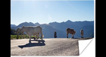 Poster Schotse hooglander - Licht - Berg - Natuur - 30x20 cm