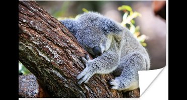 Poster Koala - Boom - Slapen - Kinderen - Jongens - Meiden - 30x20 cm
