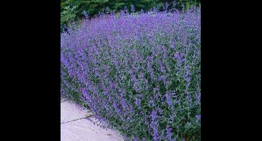 6 x Kattenkruid Vaste Plant - Winterharde Tuinplant - Nepeta faassenii in 9x9cm pot met hoogte 5-10cm