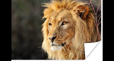 Leeuw staart naar zijn prooi 30x20 cm - klein - Foto print op Poster (wanddecoratie woonkamer / slaapkamer)