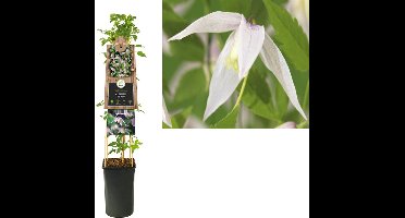Klimplant Clematis alp. Willy (Bosrank)