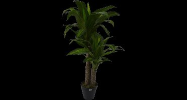 Dracaena fragans i/pot h90cm groen