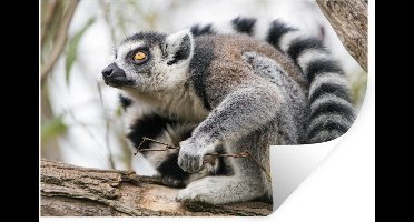 Muurstickers - Sticker Folie - Aap - Boom - Ringstaartmaki - 30x20 cm - Plakfolie - Muurstickers Kinderkamer - Zelfklevend Behang - Zelfklevend behangpapier - Stickerfolie