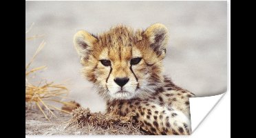 Poster Cheeta - Jong - Portret - 30x20 cm