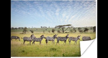 Poster Een lijn van Zebras lopen op de savanne van het Nationaal park Serengeti in Tanzania - 30x20 cm