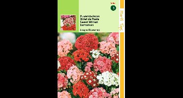 2 stuks Hortitops Dianthus Barbatus Enkelbloemig Gemengd