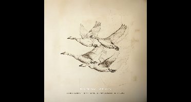 Near The Pond - Wild Geese (LP)