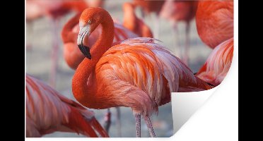 Muurstickers - Sticker Folie - Flamingo - Vogel - Dieren - Roze - 30x20 cm - Plakfolie - Muurstickers Kinderkamer - Zelfklevend Behang - Zelfklevend behangpapier - Stickerfolie