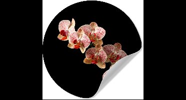 WallCircle® - Behangcirkel 30x30 cm - Muurstickers Bloemen - Orchidee - Roze - Botanisch - Natuur - Muurcirkel woonkamer - Wandcirkel slaapkamer - Kamer decoratie zelfklevend - Muurdecoratie accessoires