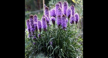 50 x Lampenpoetser of Knopige Slangenwortel Lila|Paars - Bloeiende Vaste Plant - Liatris spicata in 9x9cm pot met hoogte 0-10cm