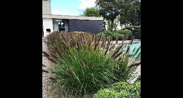 4 x Lampenpoetsersgras Zwarte Pluim XL - Siergras Winterhard - Pennisetum alopecuroides 'Black Alvernee' in C3(liter) pot met hoogte 20-30cm