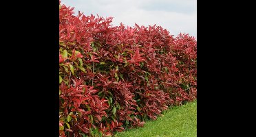 12 x Glansmispel Rood|Groen - Wintergroene Haagplant - Photinia Fraseri 'Red Robin' in C1(liter) pot met hoogte 10-30cm