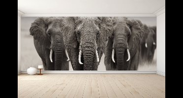 Peel & stick Fotobehang - Majestic Elephant Parade Wonder - 250x150 centimeter