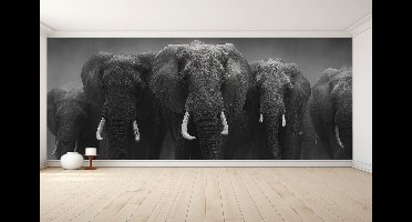Naadloos behang Fotobehang - Majestic Elephant Parade in Monochrome - 250x250 centimeter