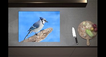 Inductieplaat Beschermer - Blauwe Gaai Vogel zittend op Tak - 70x52 cm - 2 mm Dik - Inductie Beschermer - Bescherming Inductiekookplaat - Kookplaat Beschermer van Wit Vinyl