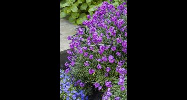 Wovar Plantensteun Schulprand 80 x 40 x 22 cm Metaal | Per Stuk