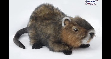 Waterrat, Ragondin, Hansa