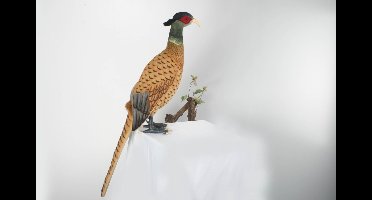 Pluche Fazant 70 cm, Hansa