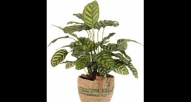 Kunstplant - Calathea Makoyana hoogte 67cm