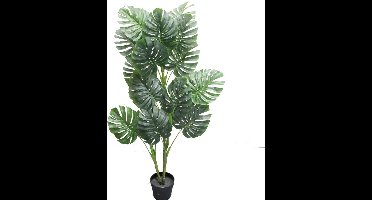 Monstera - 120 cm