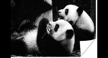 Poster Panda's - Zwart - Wit - 30x20 cm