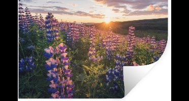 Muurstickers - Sticker Folie - Lupine - Zon - Paars - 30x20 cm - Plakfolie - Muurstickers Kinderkamer - Zelfklevend Behang - Zelfklevend behangpapier - Stickerfolie
