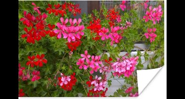 Poster Geranium bloemen in de tuin - 30x20 cm