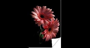 Poster Bloemen - Gerbera - Roze - Natuur - Portret - 20x30 cm