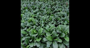 50 x Kruipend Zenegroen Blauw|Groen - Bodembedekker Wintergroen - Ajuga reptans in 9x9cm pot met hoogte 5-10cm