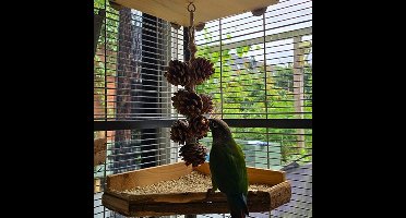 Back Zoo Nature Dennenappel Slinger