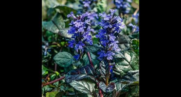 Set van 3 | Ajuga reptans 'Braunherz' - 0.7 liter pot