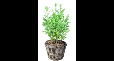 Van Der Leeden Planten of bloemen mand - rond - rotan - gevlochten riet - D25 x H22 cm - plantenmand - bloempot - bloemenmand