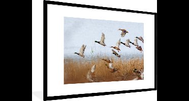 PosterMonkey - Poster - Fotolijst - Eend - Vogel - Riet - Water - 120x80 cm - Foto met lijst - Poster vogels - Poster met frame - Kader