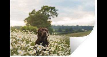 Muurstickers - Sticker Folie - Hond - Bloemen - Weide - 30x20 cm - Plakfolie - Muurstickers Kinderkamer - Zelfklevend Behang - Zelfklevend behangpapier - Stickerfolie