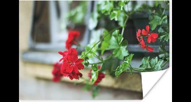 Poster Hangende rode geranium - 30x20 cm