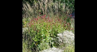 25 x Persicaria amplexicaulis 'Blackfield' - Duizendknoop in 9x9 pot met hoogte 0-10 cm