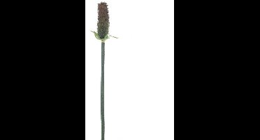 Buitengewoon de boet - Single eryngium spray bruin 67 cm kunsttak