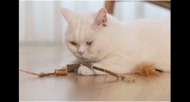 Beeztees Matatabi Koord Mika